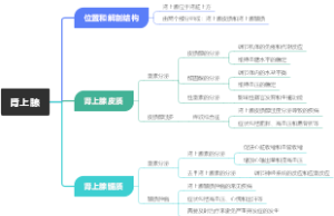 肾上腺