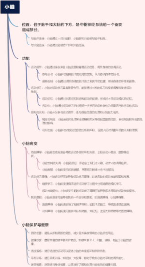 小脑