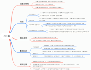 上丘脑