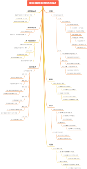 面部浅层软组织的结构特点