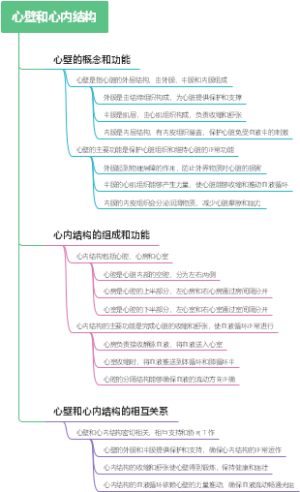 心壁和心内结构
