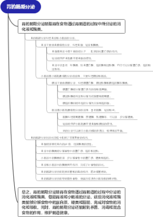 胃的肠期分泌