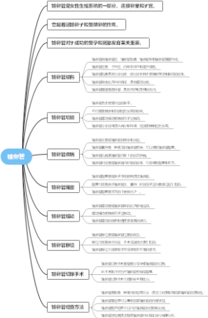 输卵管