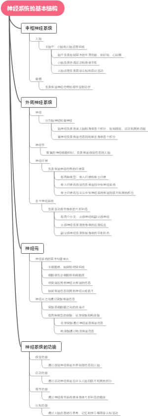 神经系统的基本结构