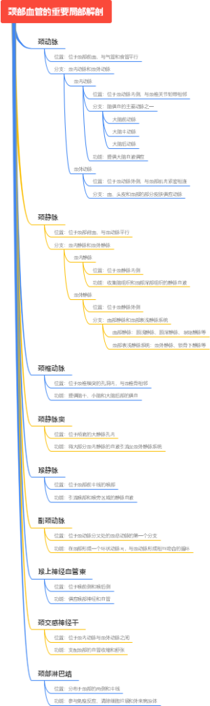 颈部血管的重要局部解剖