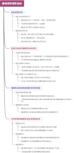 腰椎的形成和发育
