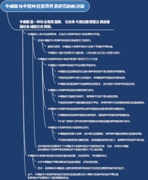 牛磺酸与中枢神经系统关系研究的新进展