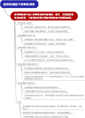 面神经颞面干的解剖观测