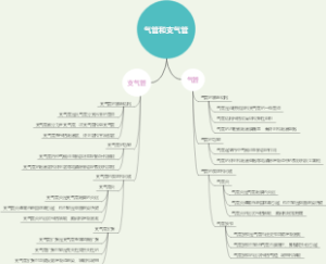 气管和支气管