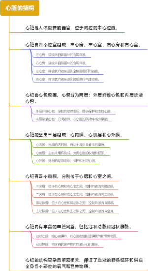 心脏的结构