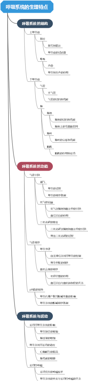 呼吸系统的生理特点