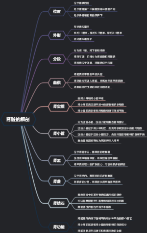 肾脏的解剖
