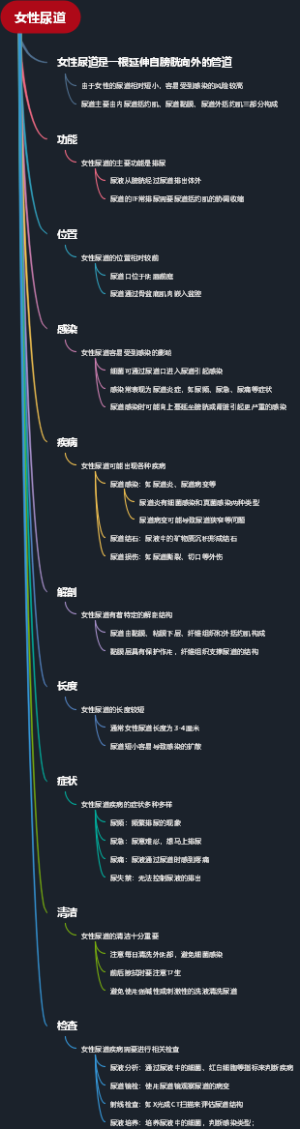 女性尿道