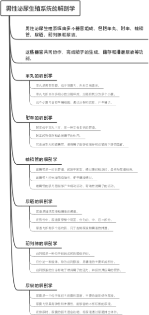 男性泌尿生殖系统的解剖学