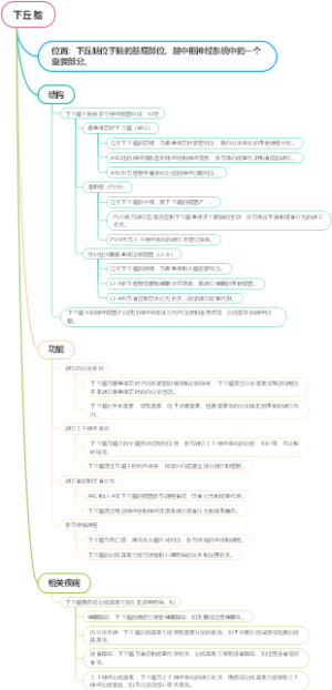 下丘脑