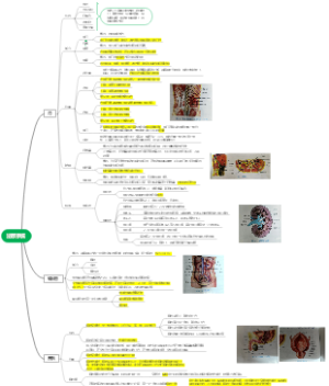 人体解剖学泌尿系统
