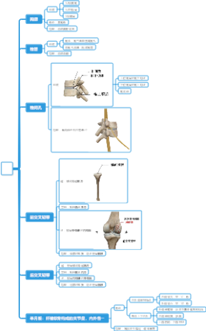 医学-骨思维导图