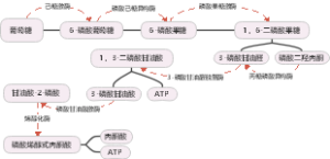 糖酵解