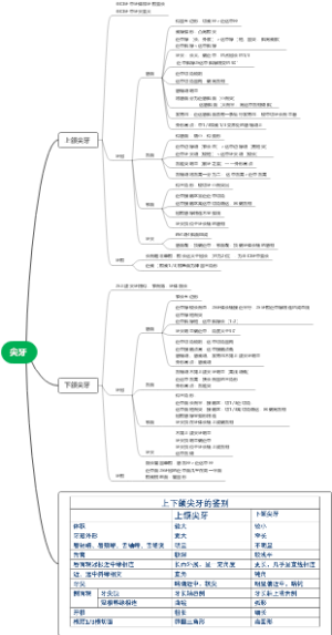 牙科-尖牙思维导图