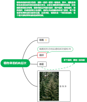 七年级上册生物植物体的机构层次思维导图