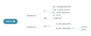 神经系统(1)思维导图