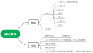 组织胚胎学消化管有关知识点