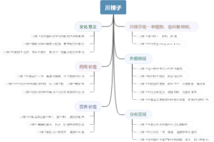 川楝子