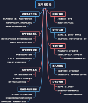 足阳明胃经