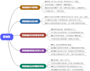 黄颡鱼