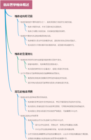 临床医学椎体概述