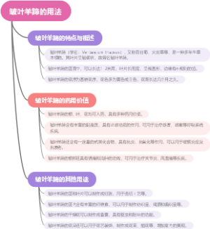 皱叶羊蹄的用法