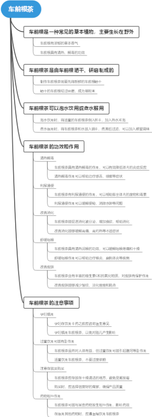 车前根茶