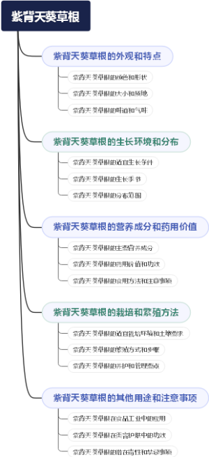紫背天葵草根
