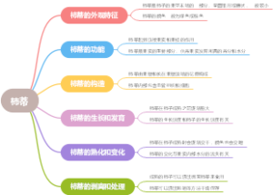 柿蒂