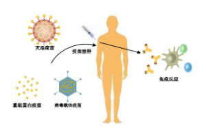 人体免疫系统形象示意图