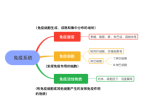 免疫系统