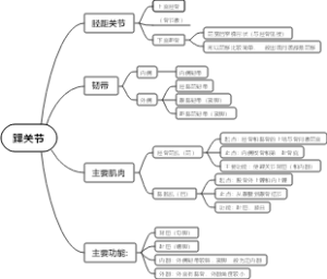 踝关节