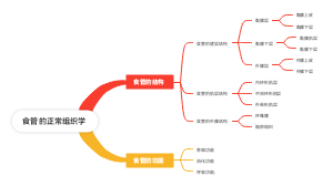 食管的正常组织学