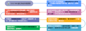 1300NM近红外光作用原理
