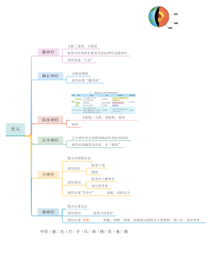 系统解剖学臂丛思维导图