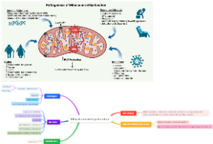 Mitochondrial dysfunction线粒体功能障碍