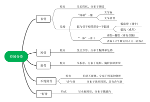 骨的分类