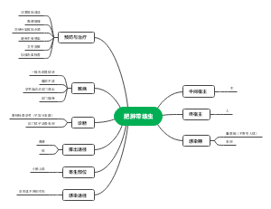 肥胖带绦虫