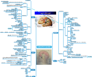《心理学导论》 第三章 心理的生物基础