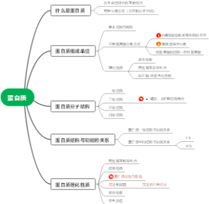 蛋白质