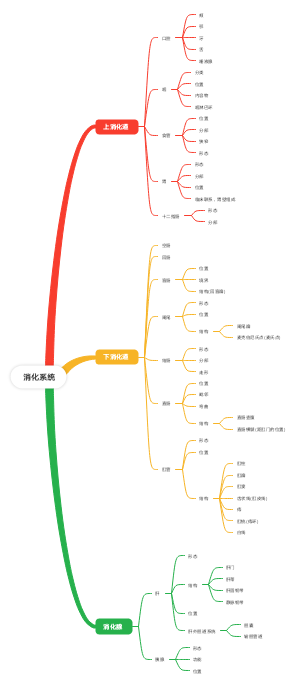 消化系统(1)