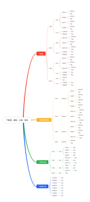 下肢骨、结构、分类、特点