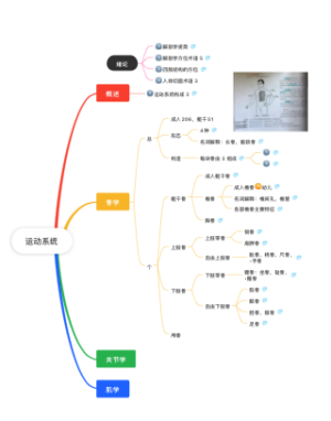 运动系统
