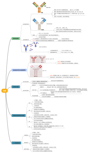 医学免疫学—抗体