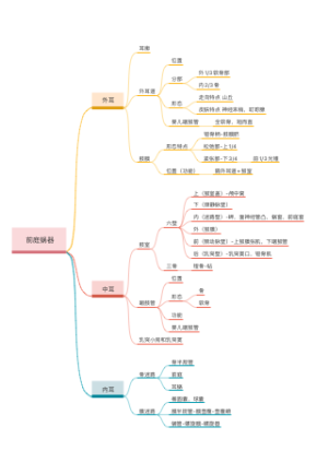 医学：前庭蜗器